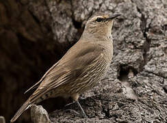 Brown Treecreeper