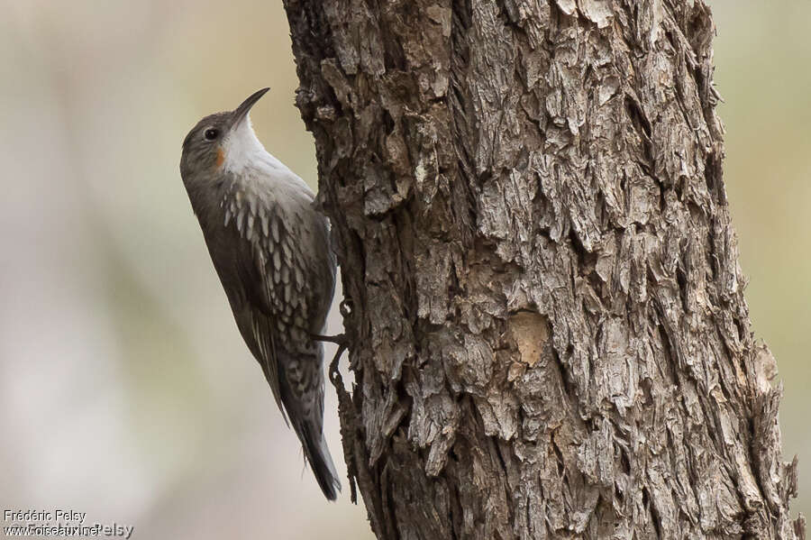 Échelet leucophée femelle adulte, identification