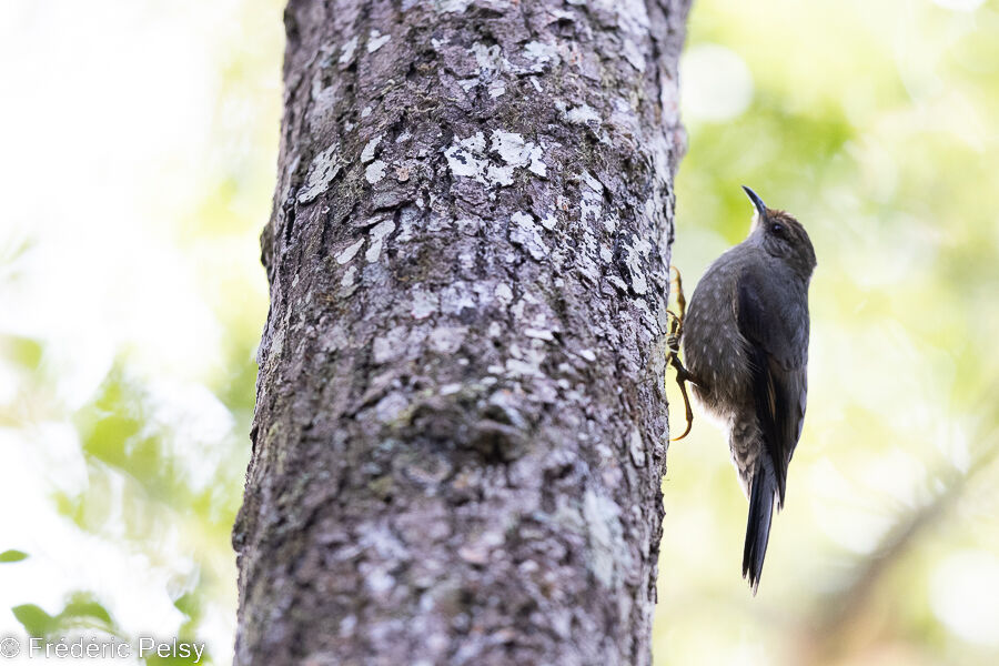 Papuan Treecreeper