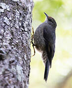 Papuan Treecreeper