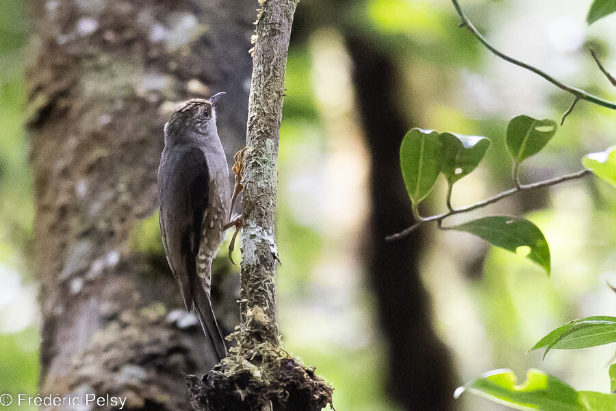 Papuan Treecreeper