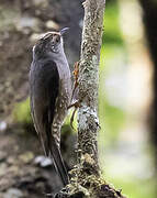 Papuan Treecreeper