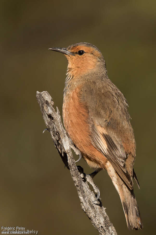 Rufous Treecreeper male adult