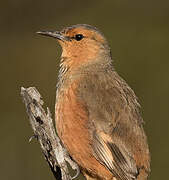 Rufous Treecreeper