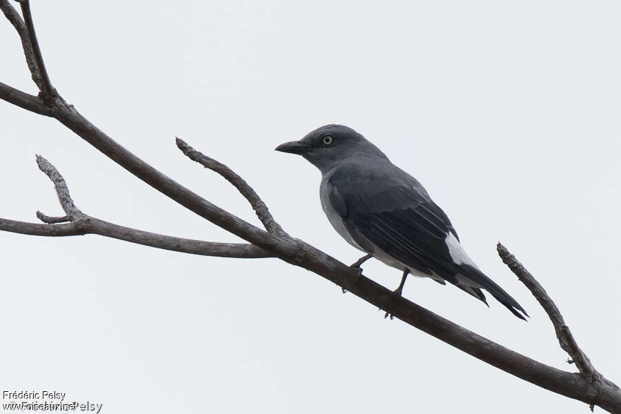 White-rumped Cuckooshrikeadult