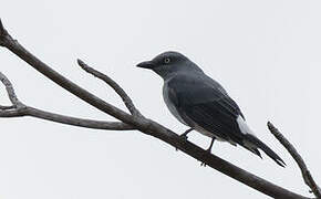 White-rumped Cuckooshrike