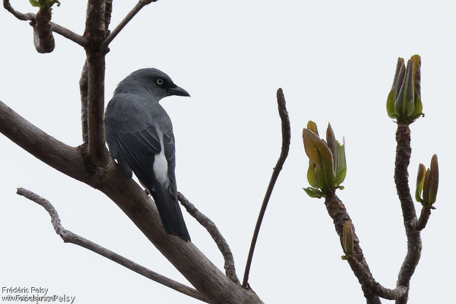 White-rumped Cuckooshrike