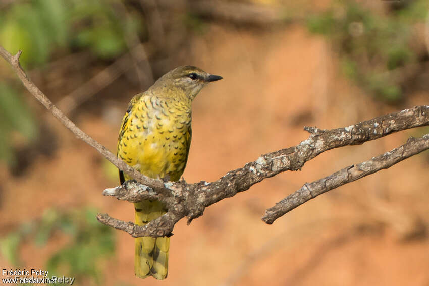 Black Cuckooshrike female adult