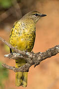 Black Cuckooshrike