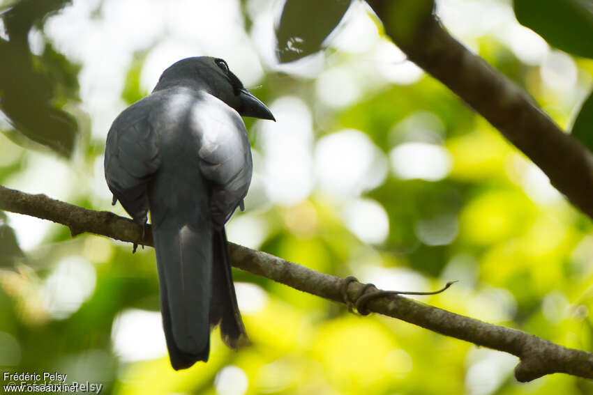 Stout-billed Cuckooshrike male adult