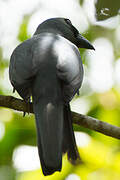 Stout-billed Cuckooshrike