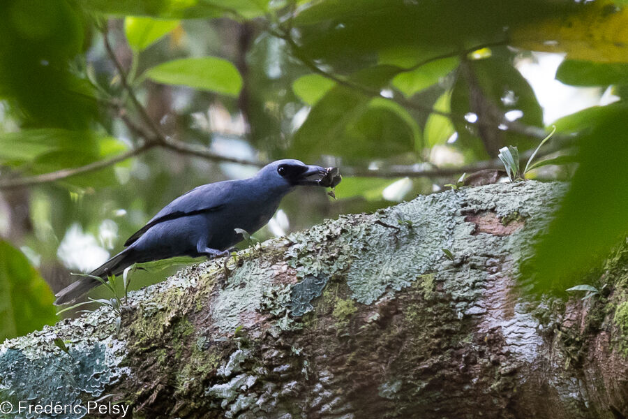 Stout-billed Cuckooshrike