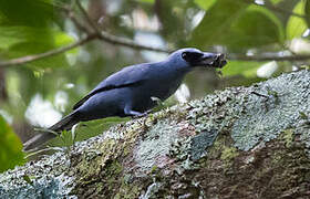 Stout-billed Cuckooshrike