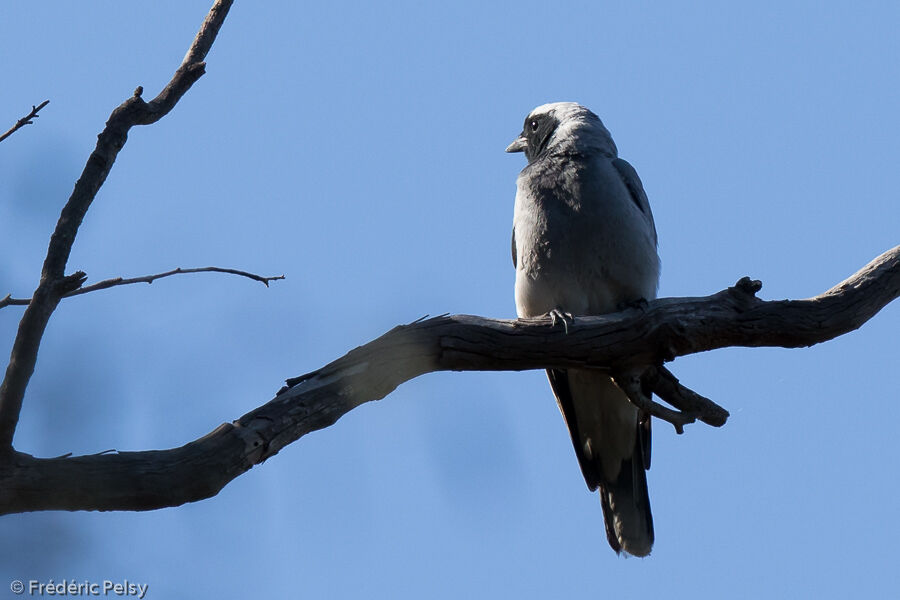 Black-faced Cuckooshrike