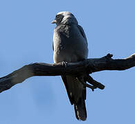 Black-faced Cuckooshrike