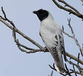 Échenilleur à masque noir