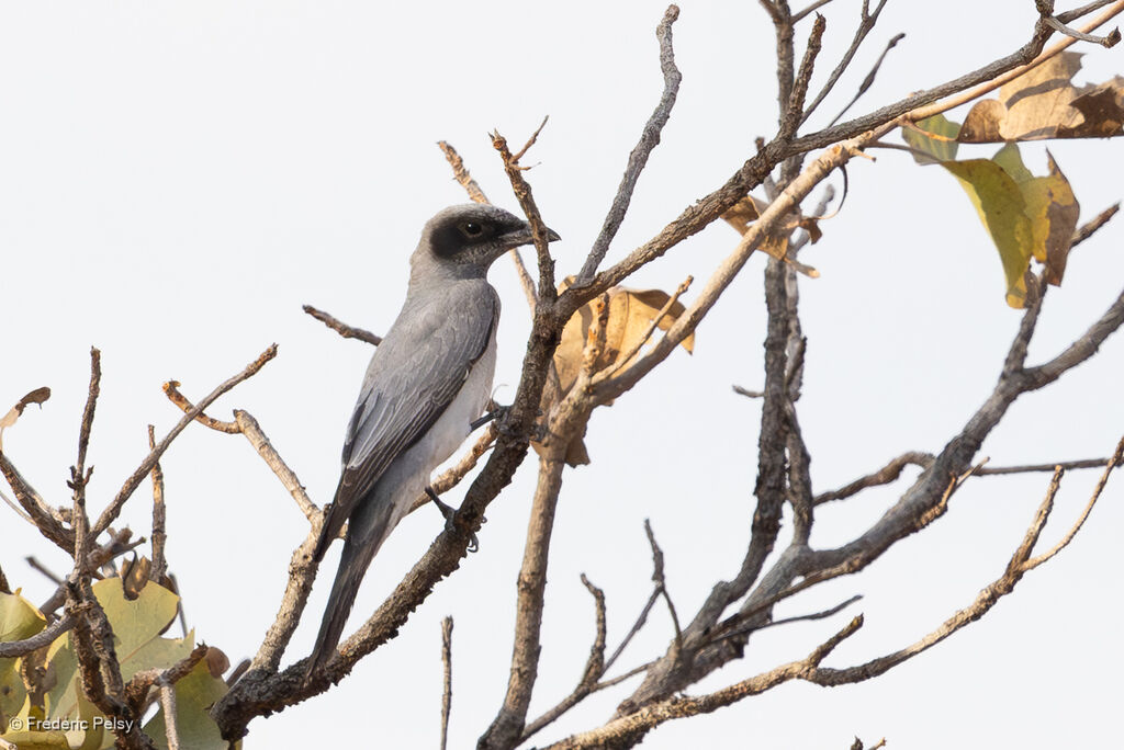 Échenilleur à masque noir