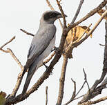 Échenilleur à masque noir