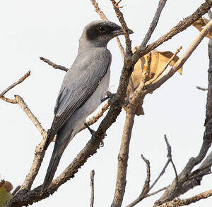 Échenilleur à masque noir