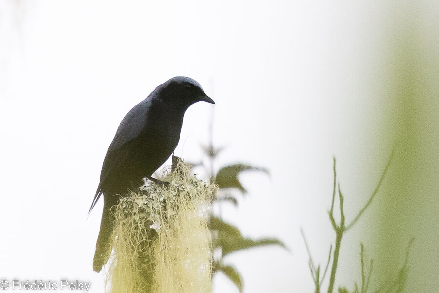 Échenilleur à ventre noir mâle