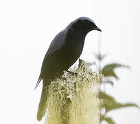 Black-bellied Cuckooshrike