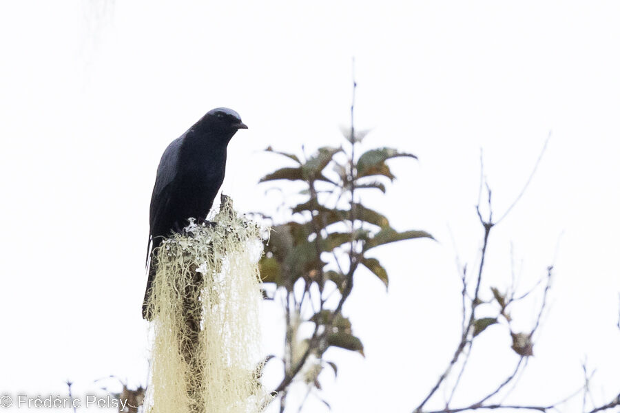 Échenilleur à ventre noir mâle