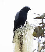 Black-bellied Cuckooshrike