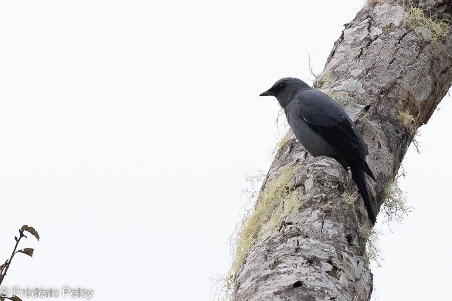 Échenilleur à ventre noir femelle