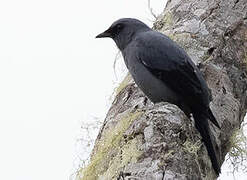 Black-bellied Cuckooshrike