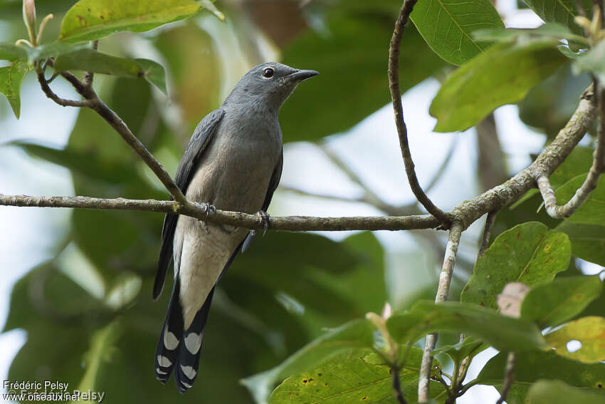 Échenilleur ardoisé femelle adulte, identification