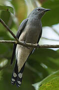 Black-winged Cuckooshrike