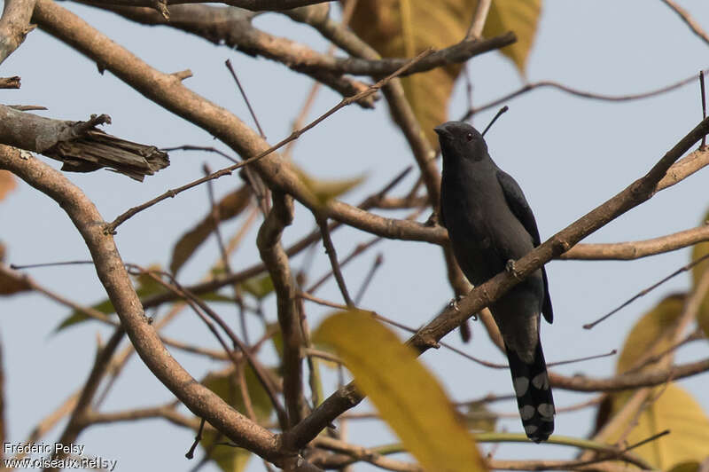 Black-winged Cuckooshrike male adult