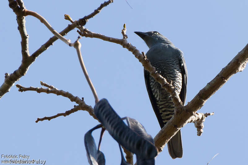 Bar-bellied Cuckooshrike