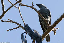 Bar-bellied Cuckooshrike