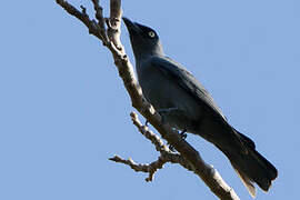 Bar-bellied Cuckooshrike