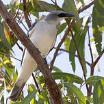 Échenilleur choucari