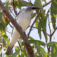 Échenilleur choucari