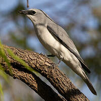 Échenilleur choucari