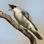 Échenilleur choucari