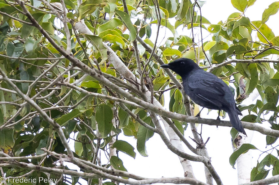 Common Cicadabird