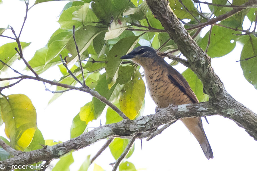 Common Cicadabird