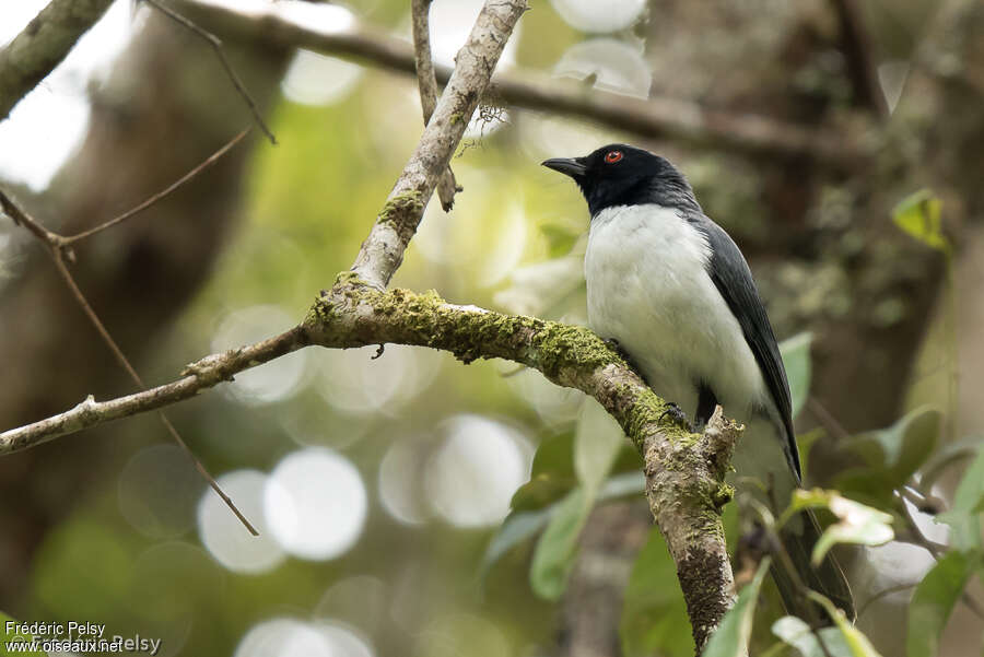 Pygmy Cuckooshrike male adult, identification