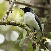 Pygmy Cuckooshrike