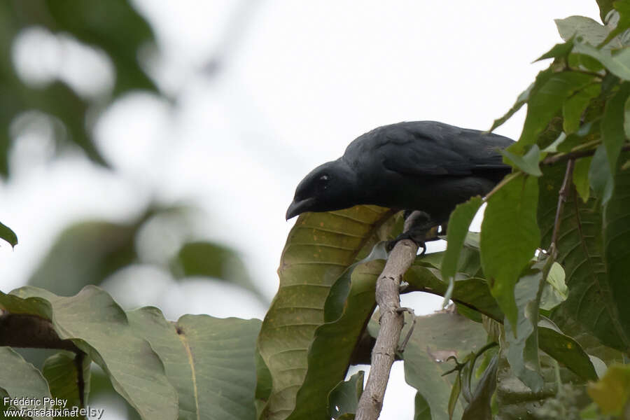 Halmahera Cuckooshrikeadult