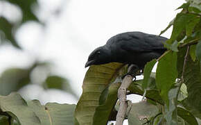 Halmahera Cuckooshrike