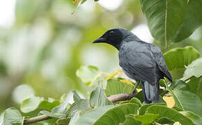 Halmahera Cuckooshrike