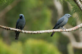 Boyer's Cuckooshrike