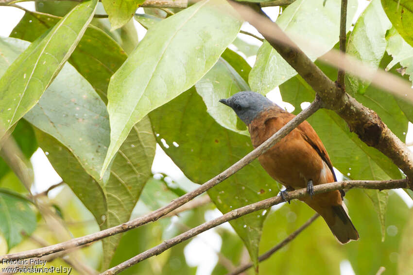 Grey-headed Cuckooshrike female adult