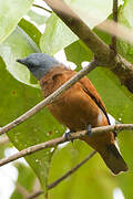 Grey-headed Cuckooshrike