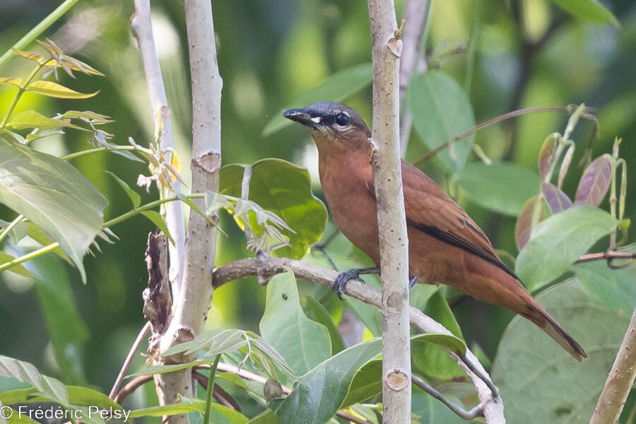 Grey-headed Cuckooshrike